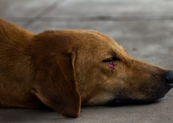 Dermatitis: Un gran problema con una gran solución