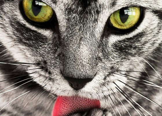 Piel y Dermatitis ¿Se puede hacer algo más?