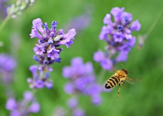 Propiedades  antitusivas  de  los  productos  naturales  y las plantas