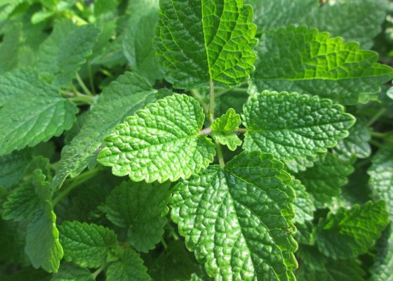 Melisa: Tranquilizante para perros