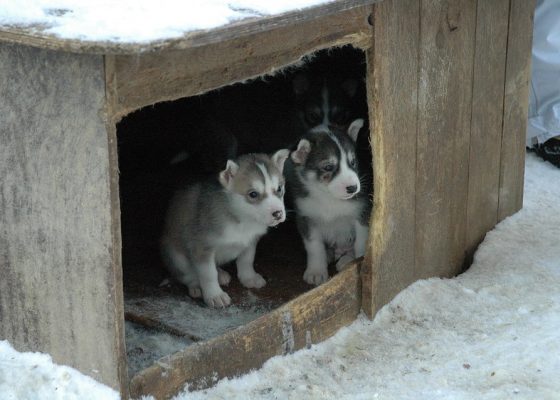 Tos de las perreras: 12 factores clave