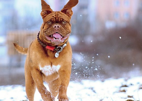 El Invierno y la artrosis en perros