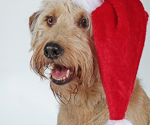 Navidad y situaciones de estrés en nuestra mascota