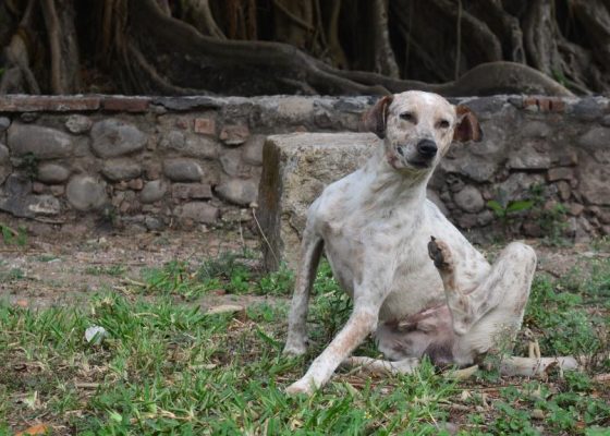Calidad de vida y dermatitis en perros