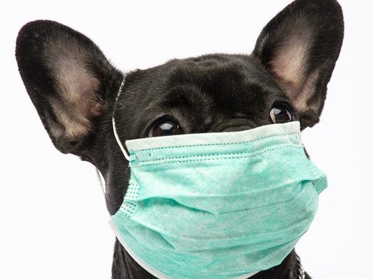 El Covid-19 y nuestras mascotas