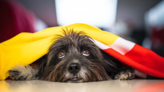 ¿Miedo a los petardos? Consejos para controlar el estrés y la ansiedad