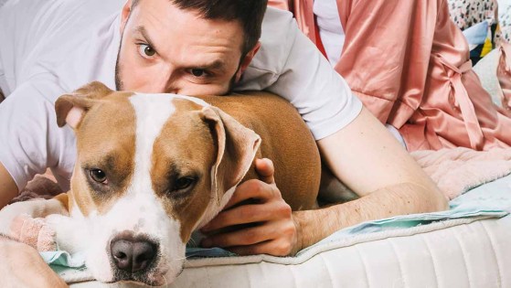 ¿Qué es el estrés? ¿Afecta por igual a humanos y mascotas?