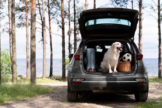 Imprescindibles en el botiquín de vacaciones de nuestra mascota