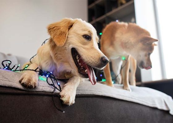 Causas y situaciones de estrés para nuestras mascotas